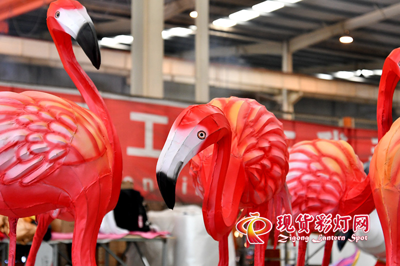 火烈鳥(niǎo)局部實(shí)景照片